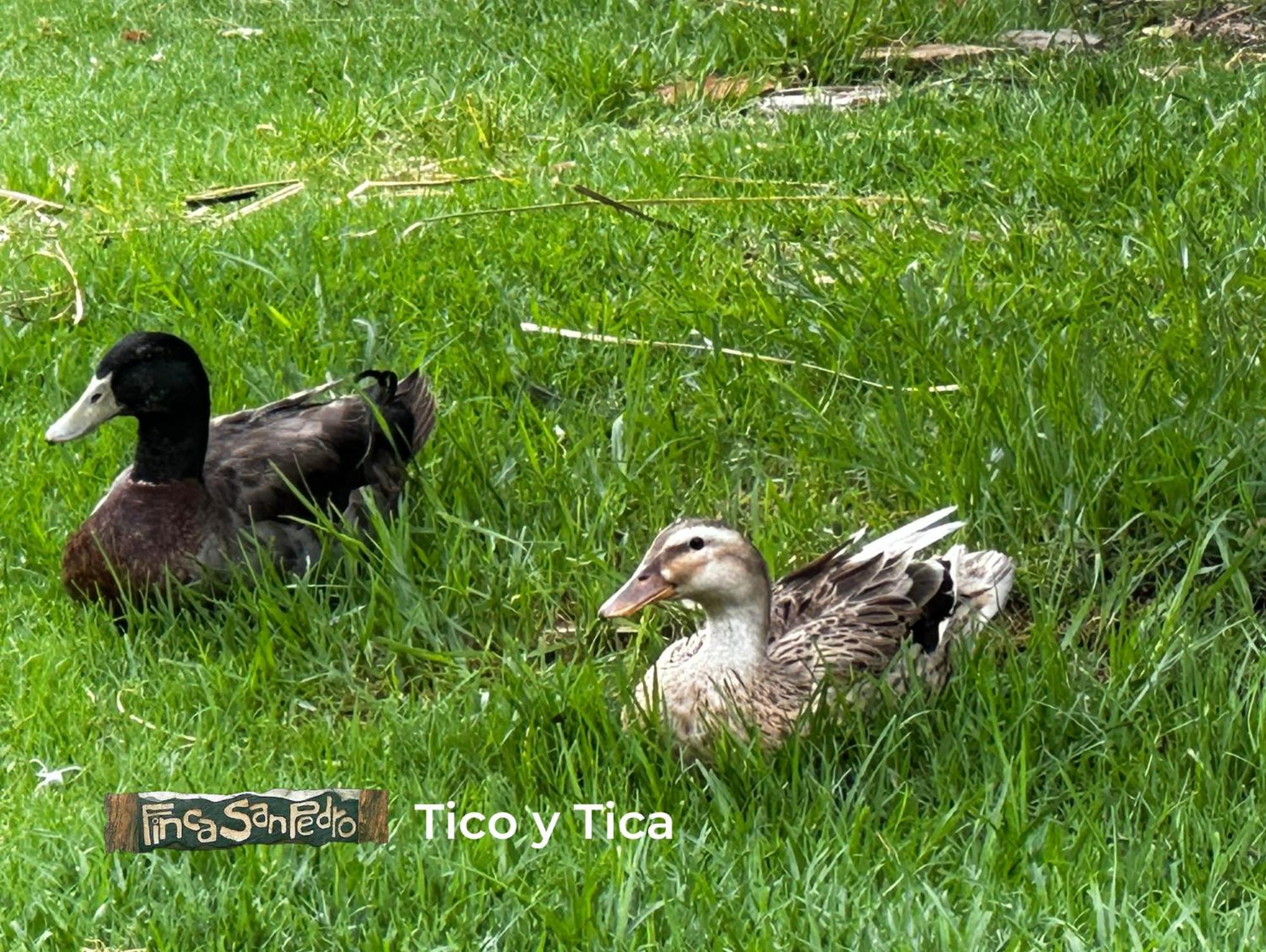 Finca San Pedro -Alojamiento Campestre Y Reserva Natural- Согамосо Экстерьер фото