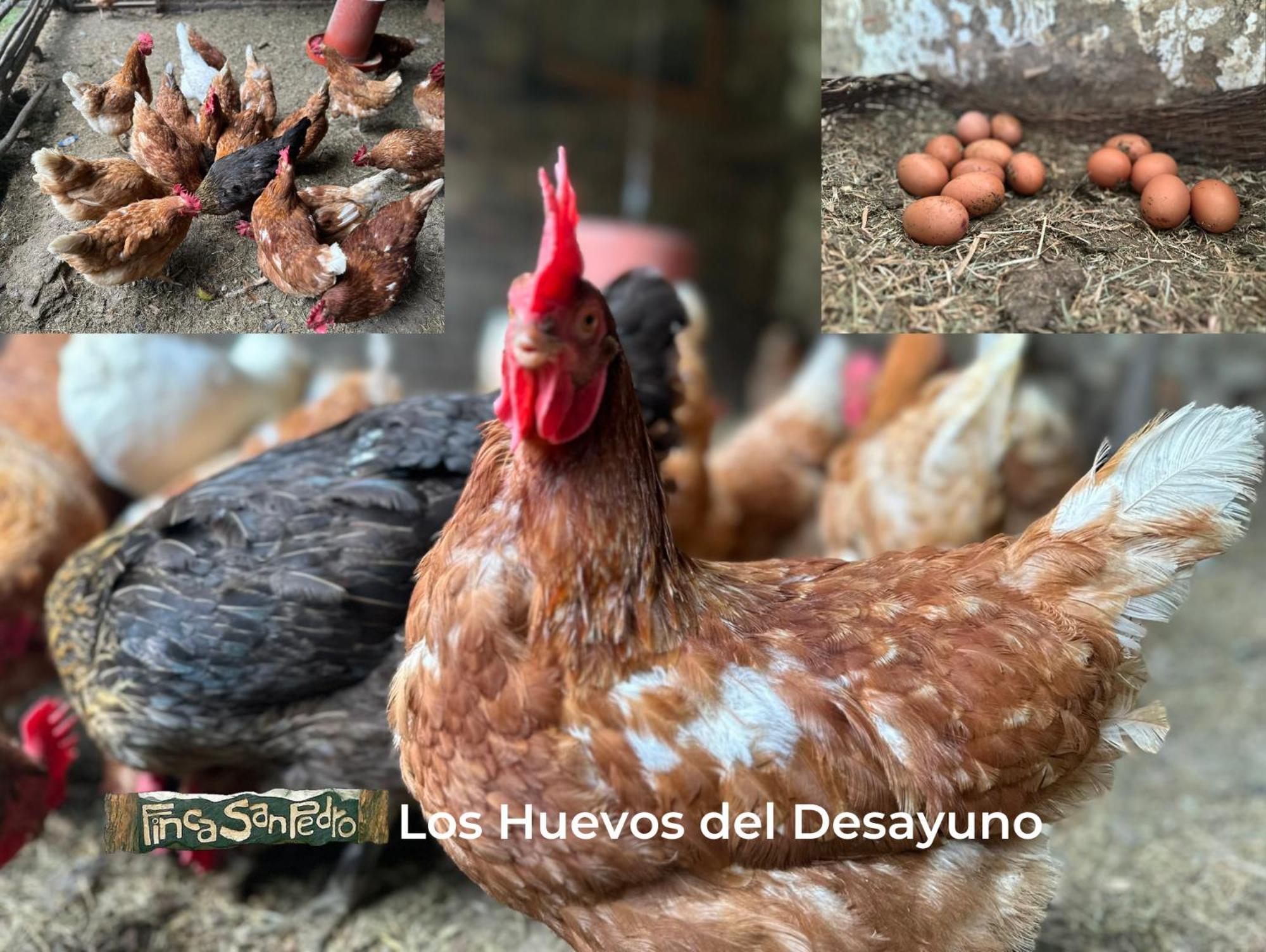 Finca San Pedro -Alojamiento Campestre Y Reserva Natural- Согамосо Экстерьер фото