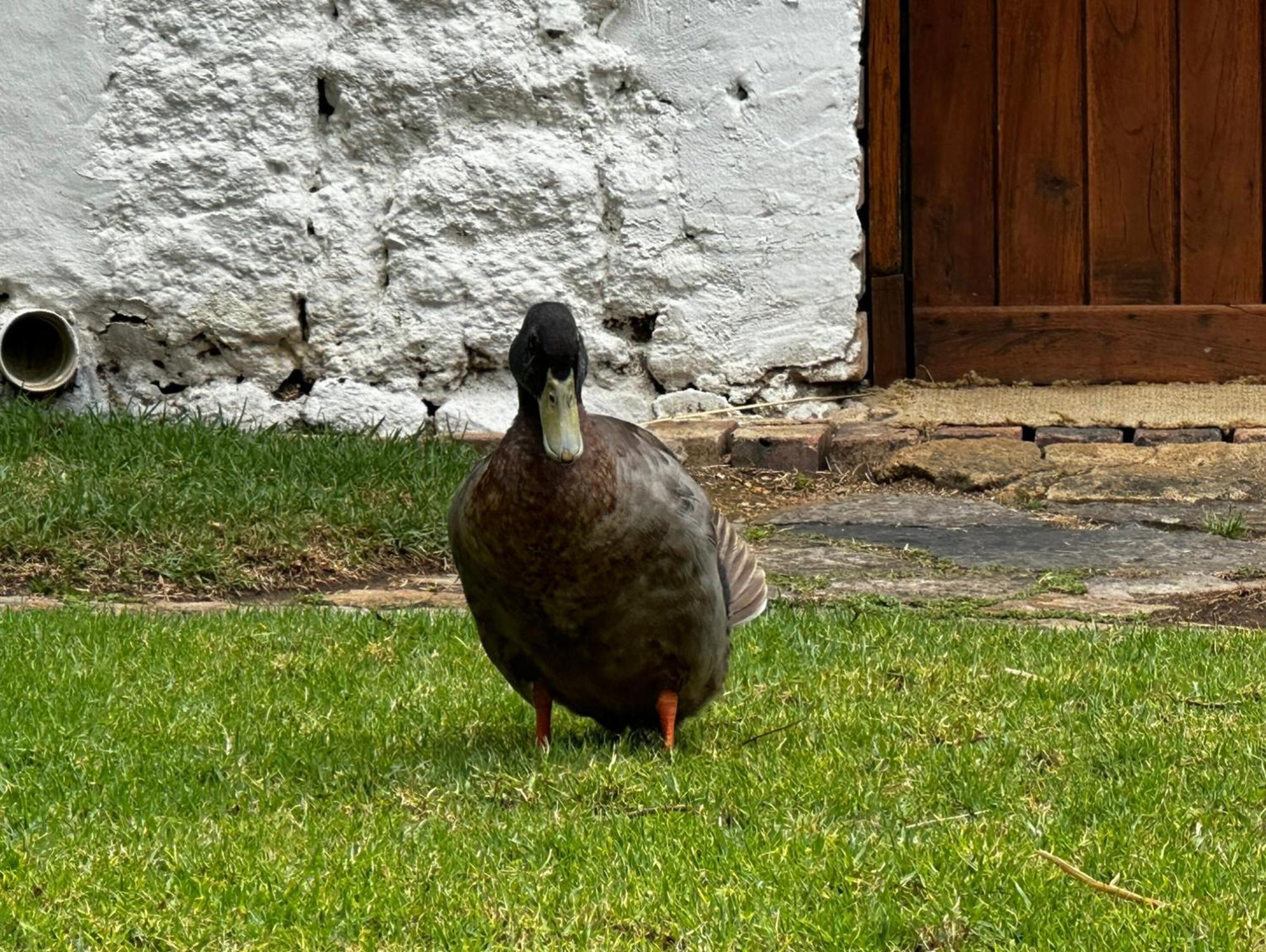 Finca San Pedro -Alojamiento Campestre Y Reserva Natural- Согамосо Экстерьер фото