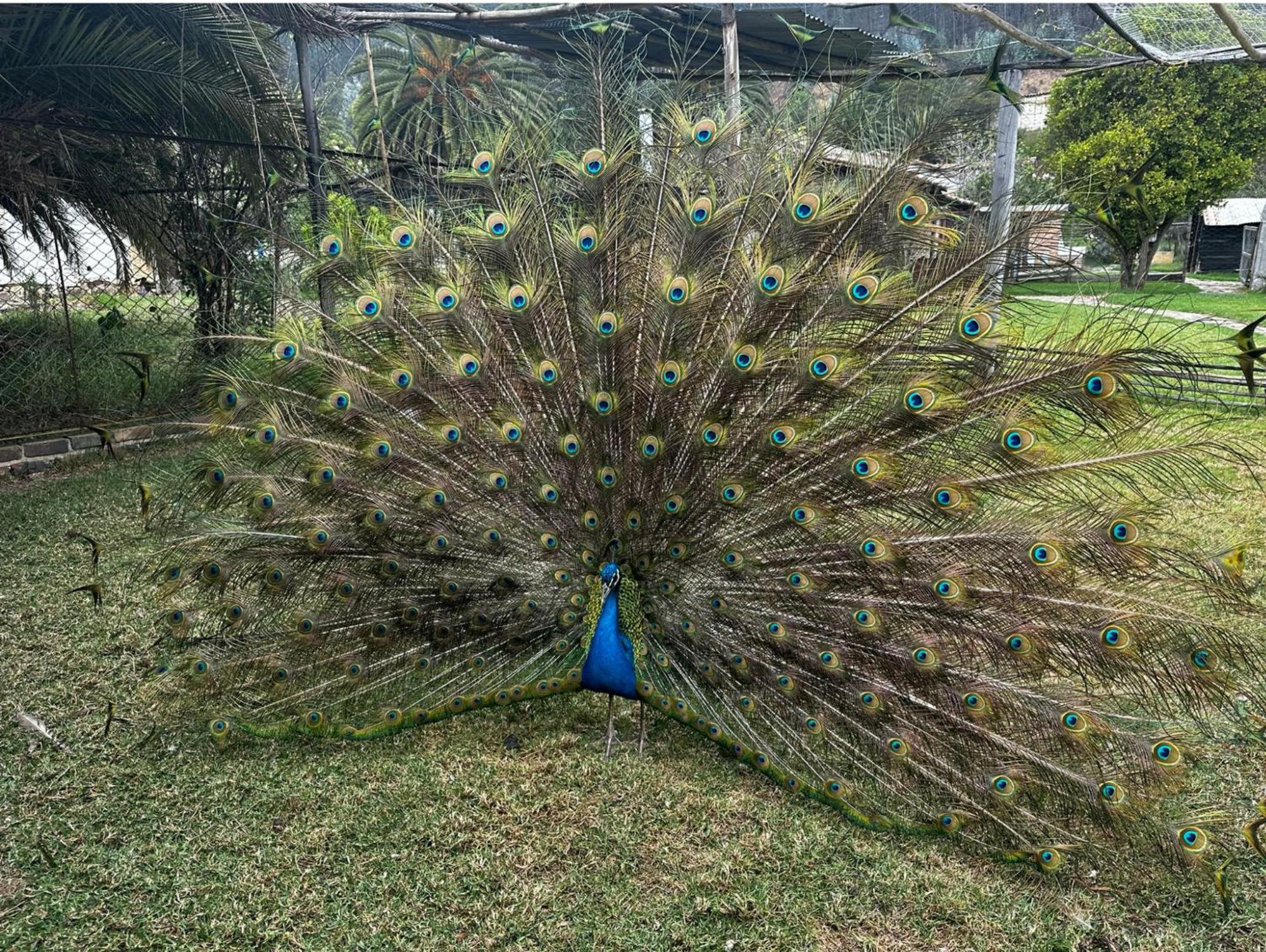 Finca San Pedro -Alojamiento Campestre Y Reserva Natural- Согамосо Экстерьер фото