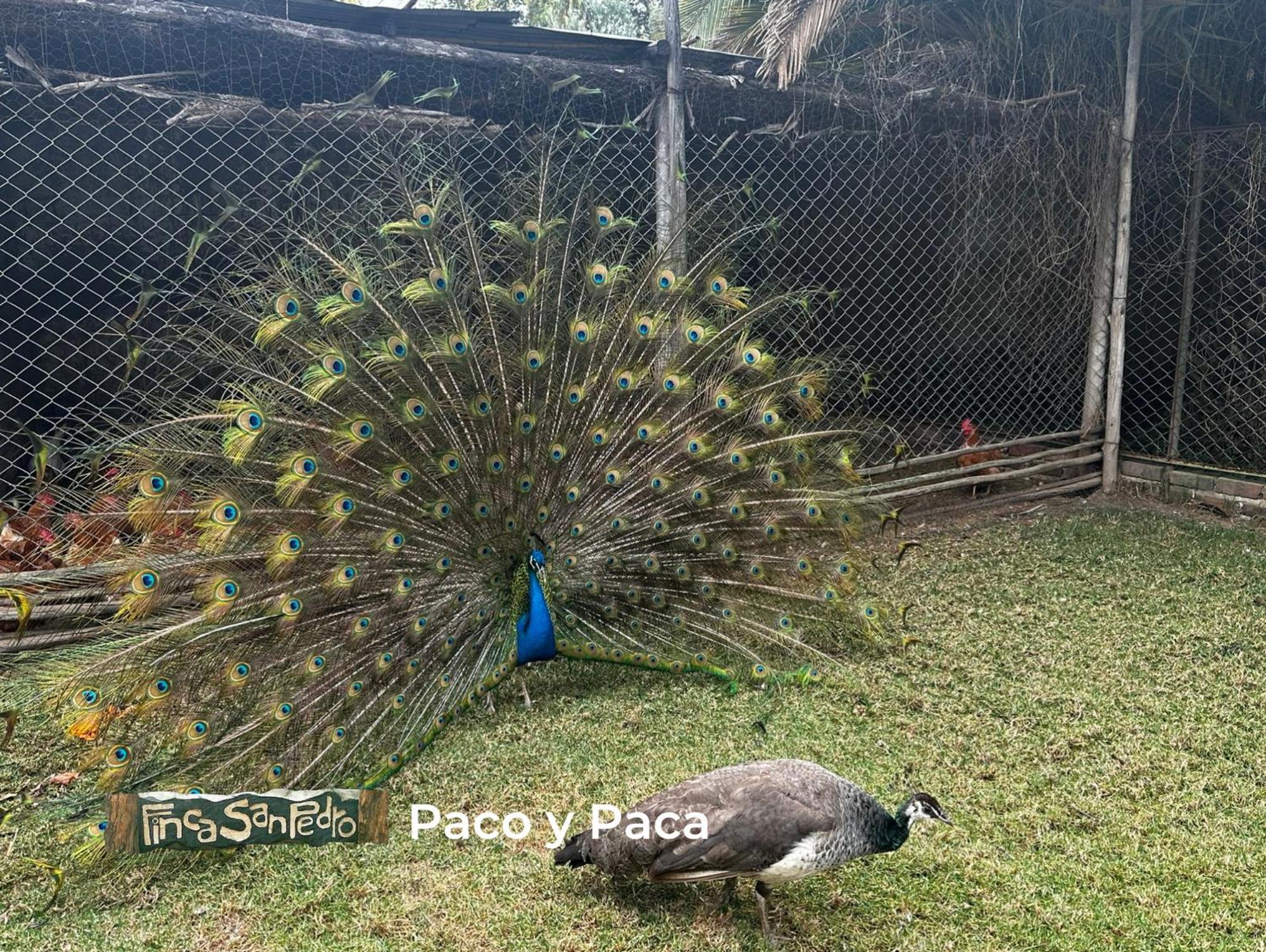 Finca San Pedro -Alojamiento Campestre Y Reserva Natural- Согамосо Экстерьер фото